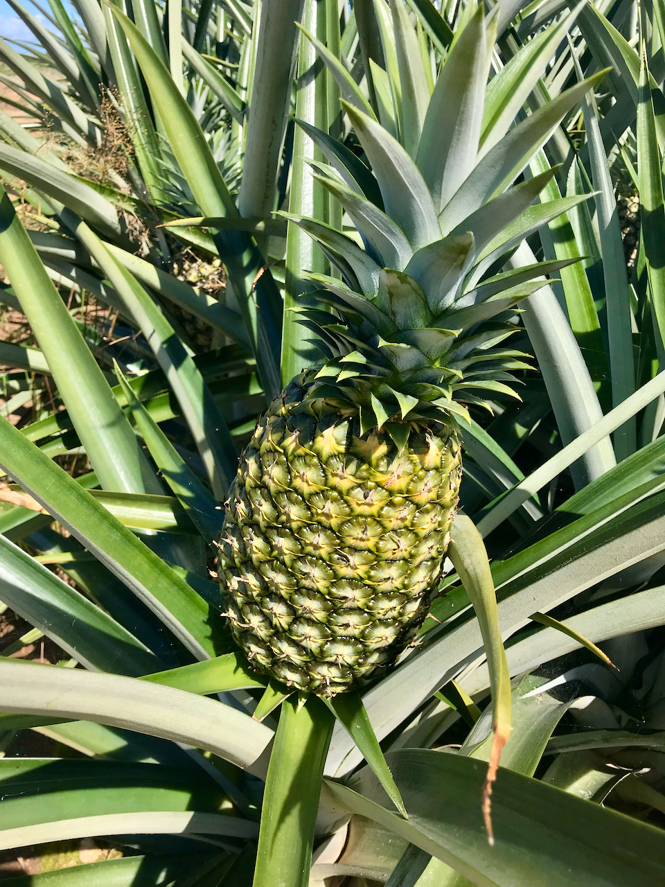 Organic pineapple plantation with export revenues and positive cash-flow