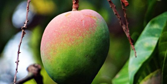 Earn Up To 45% Returns With Mangoes Plantation in Dominican Republic